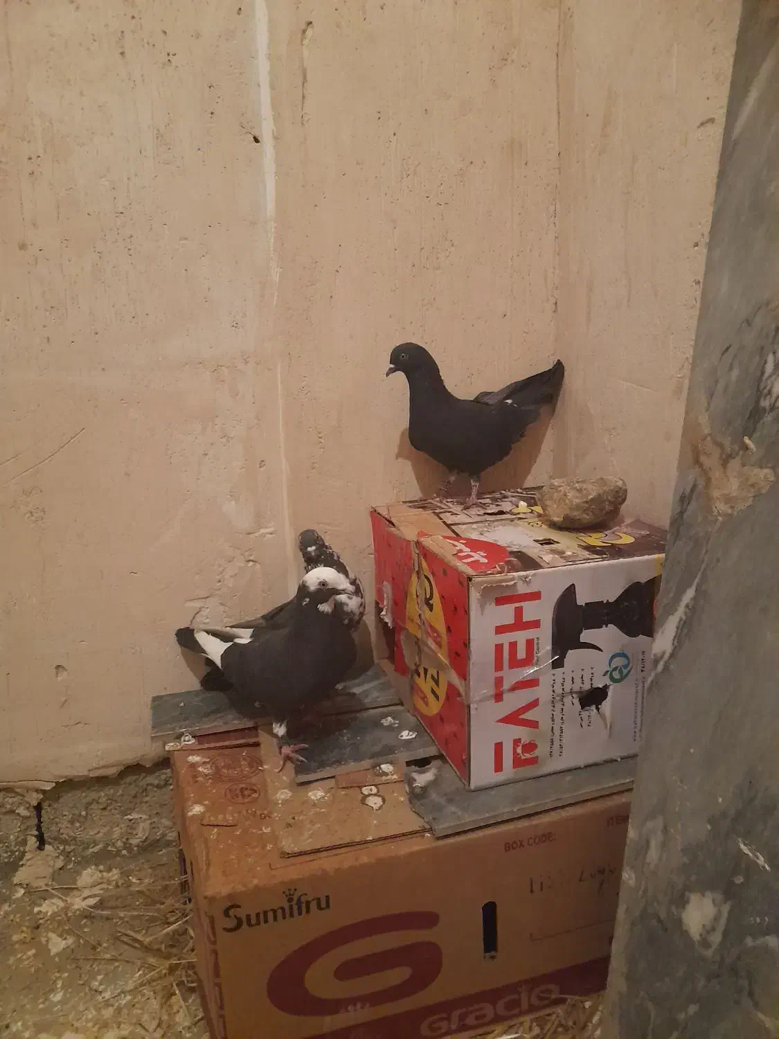 کبوتر|حیوانات|مریوان, |دیوار