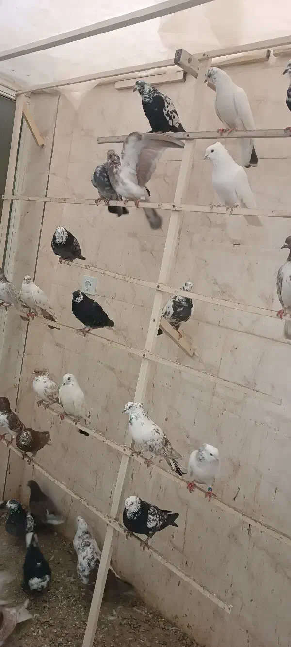 کبوتر|پرنده|ارومیه, |دیوار