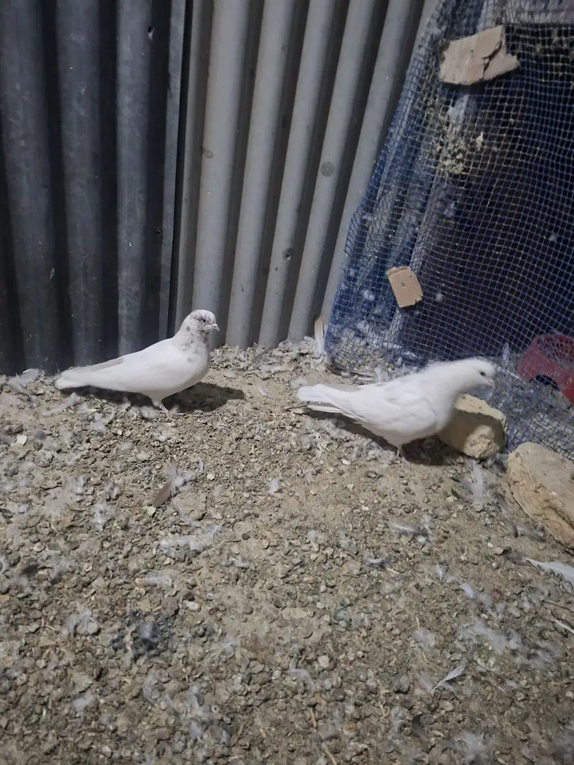 کبوتر|پرنده|شهرکرد, |دیوار