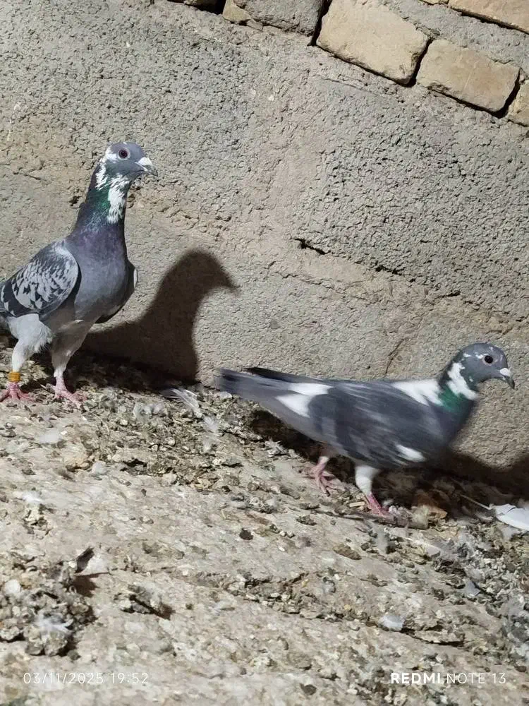 کبوتر مسافتی|پرنده|سیب و سوران, |دیوار