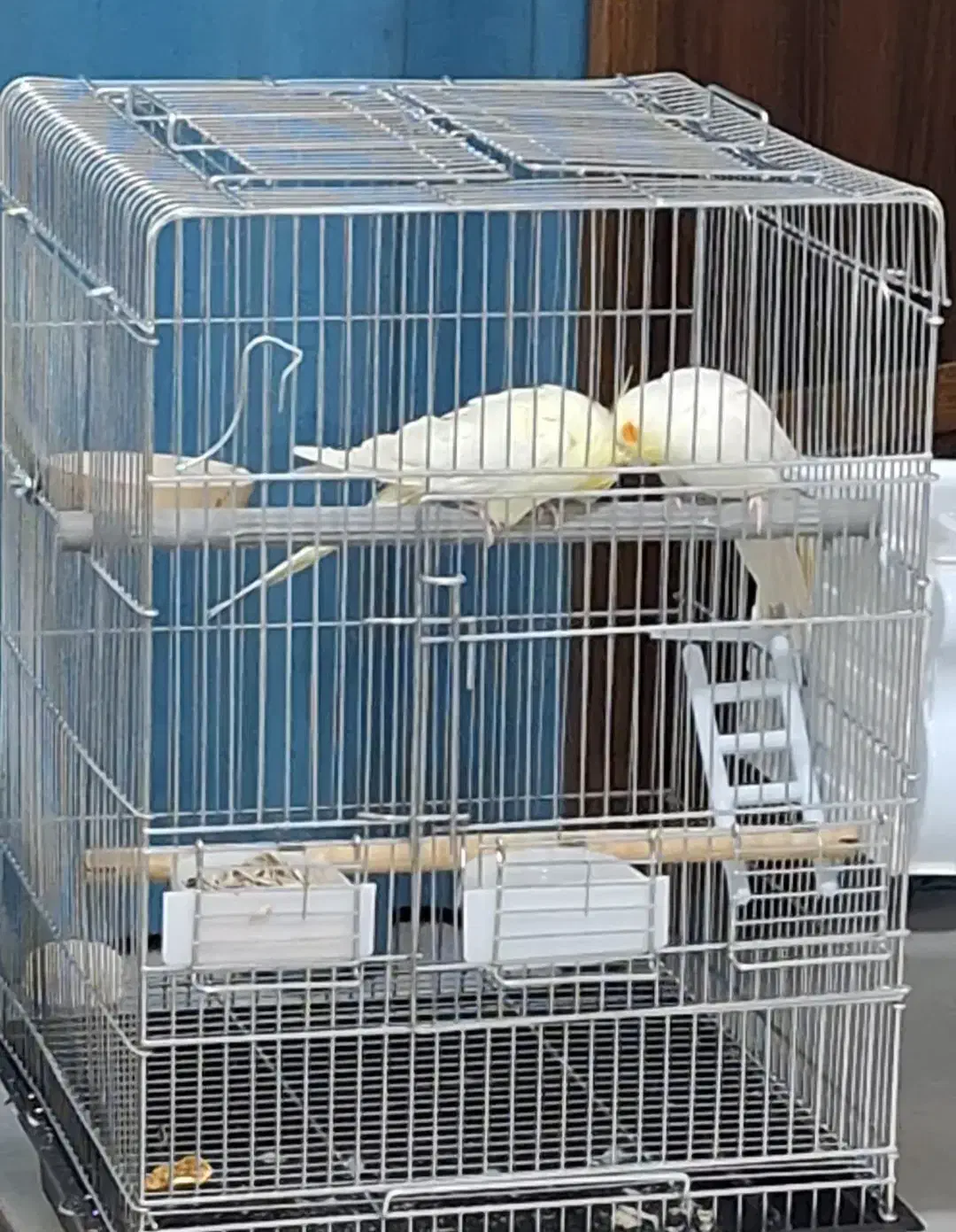 عروس هلندی سخنگو|پرنده|پردیس, فاز ۸|دیوار