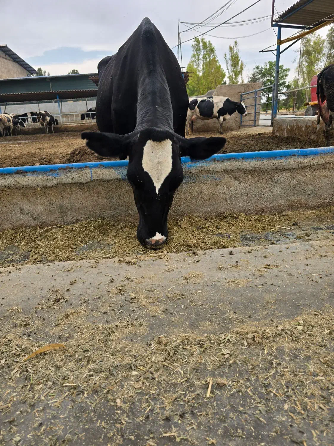 کارگر گاوداری شیری آشنا با تراکتور وسط کار|استخدام صنعتی، فنی، مهندسی|جوادآباد, |دیوار