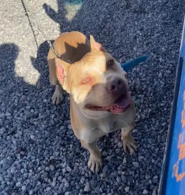 پیتبول|سگ|کرمان, |دیوار