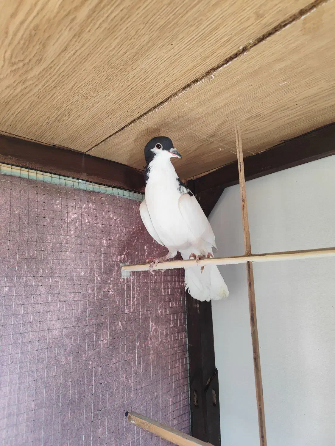 طوقی و سیدی|پرنده|فولادشهر, مسکن مهر فولادشهر|دیوار