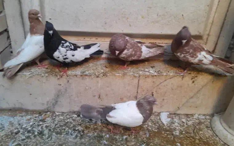 تعدادی کبوتر|پرنده|بهبهان, |دیوار