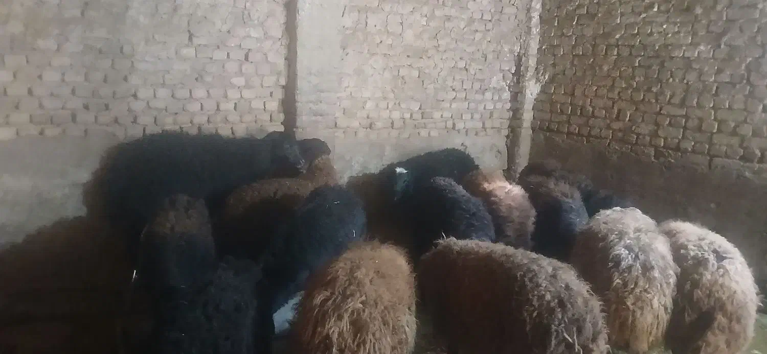 بره نر چاق درجه یک|حیوانات مزرعه|تویسرکان, |دیوار