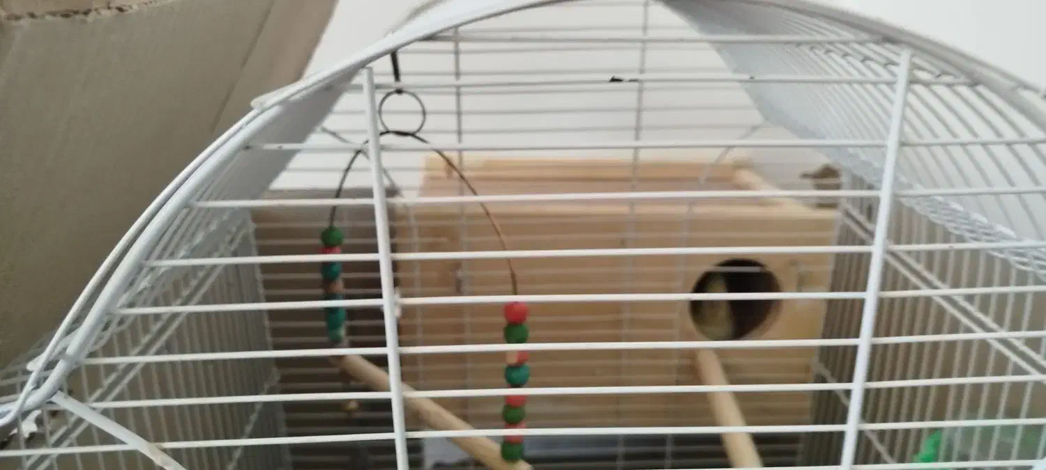 طوطی ملنگو عروس هلندی|پرنده|شهرضا, |دیوار