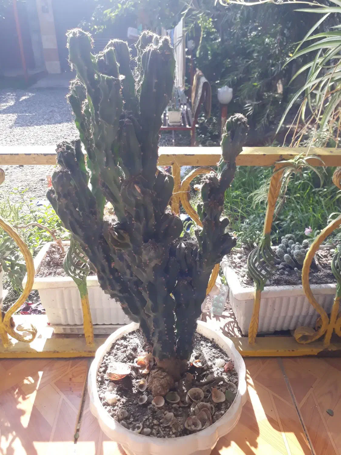 کاکتوس صخرهای|گل و گیاه طبیعی|سنگر, |دیوار