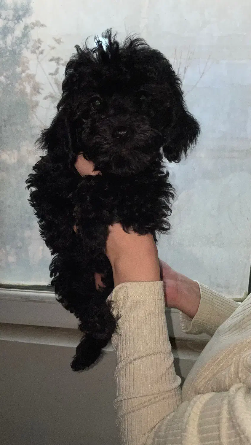 توی پودل|سگ|کرج, فاز ۳ مهرشهر|دیوار