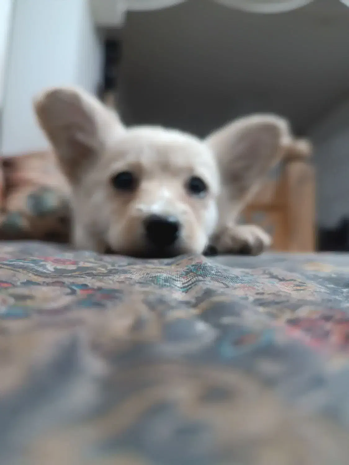 واگذاری سگ شیتزو|سگ|شیراز, سلطان آباد|دیوار