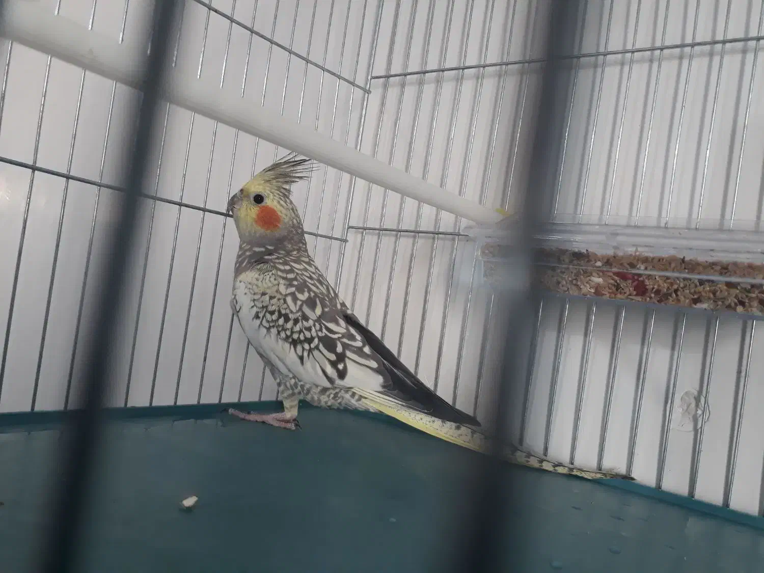 یک عددعروس هلندی|پرنده|اردبیل, |دیوار