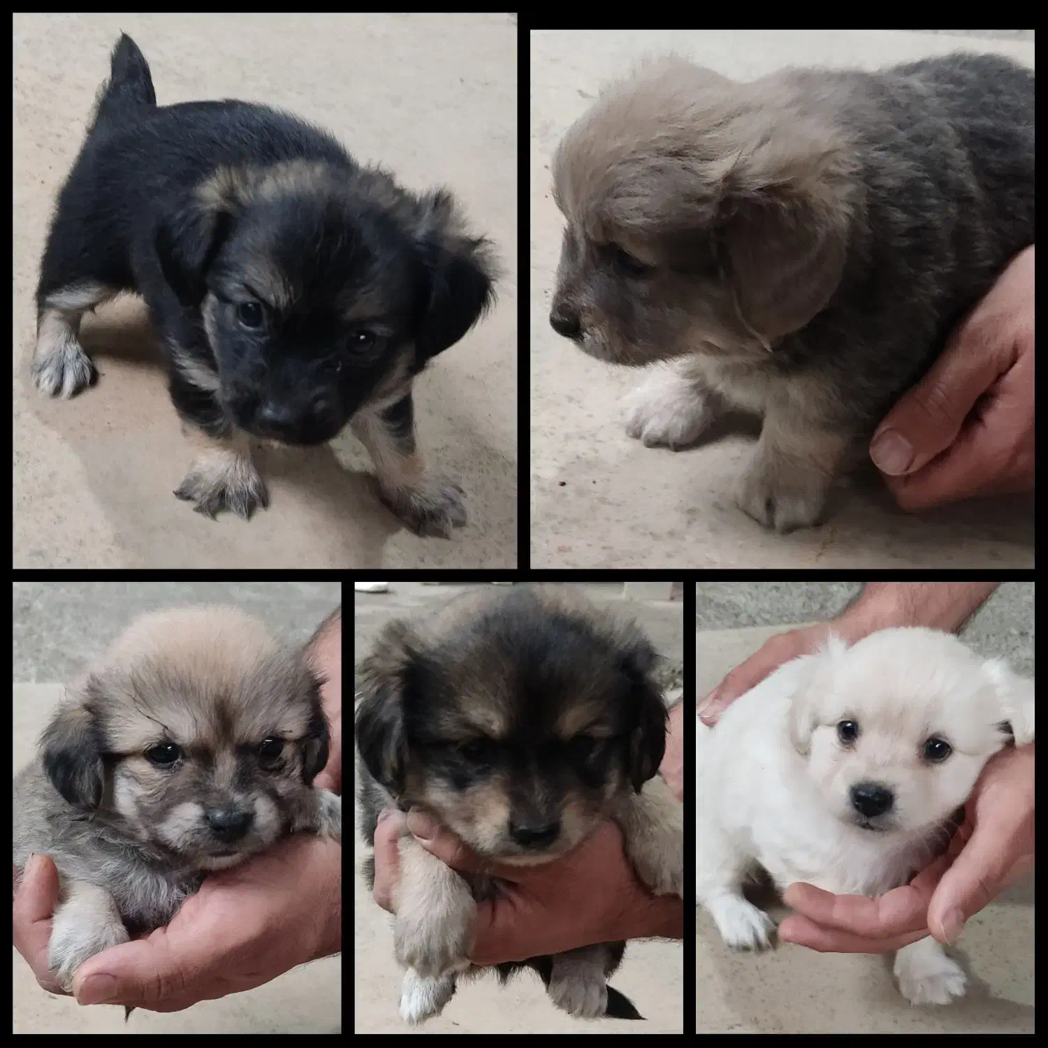 توله سگ اشپیتز|سگ|شلمان, |دیوار