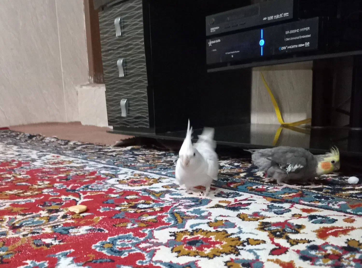 عروس هلندی گم شده|حیوانات|بندر دیر, |دیوار