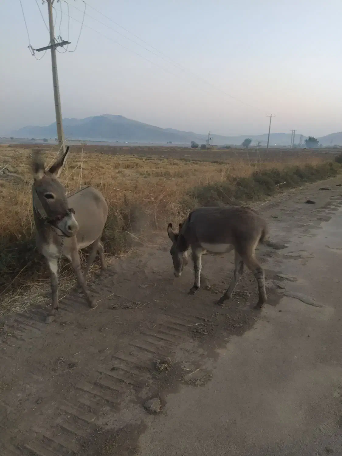 خر ماده دوتا|حیوانات مزرعه|باشت, |دیوار