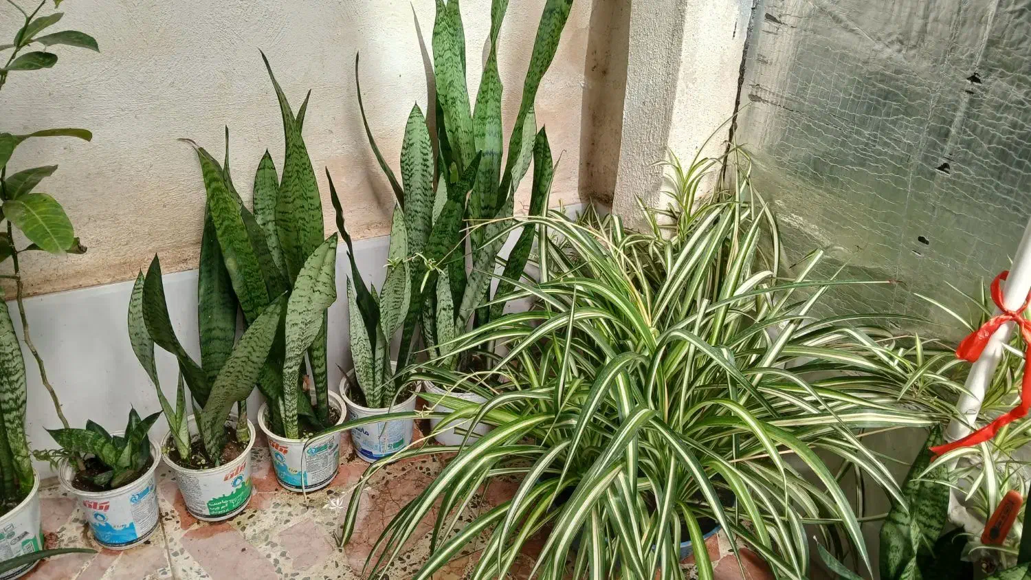 گلهای زیبا|گل و گیاه طبیعی|کومله, |دیوار