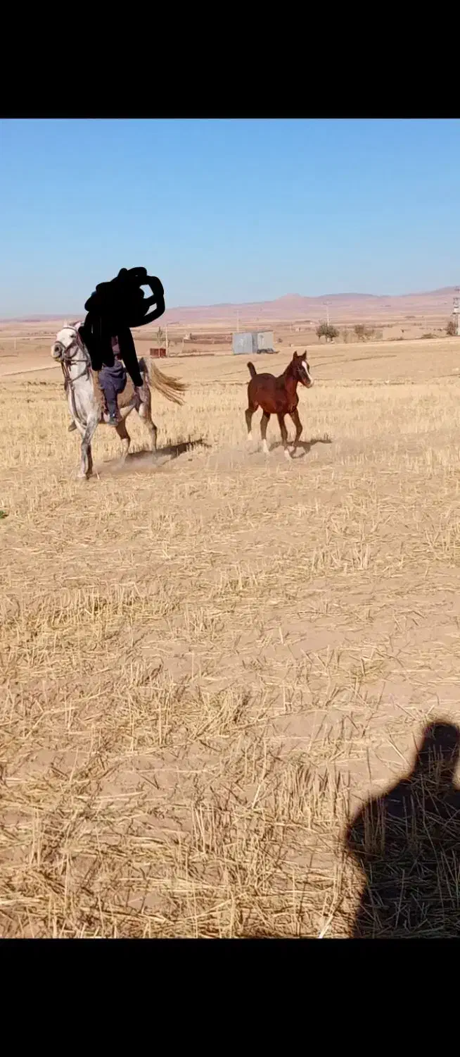 فروش مادیون کرد|اسب و تجهیزات اسب‌سواری|سردرود, |دیوار