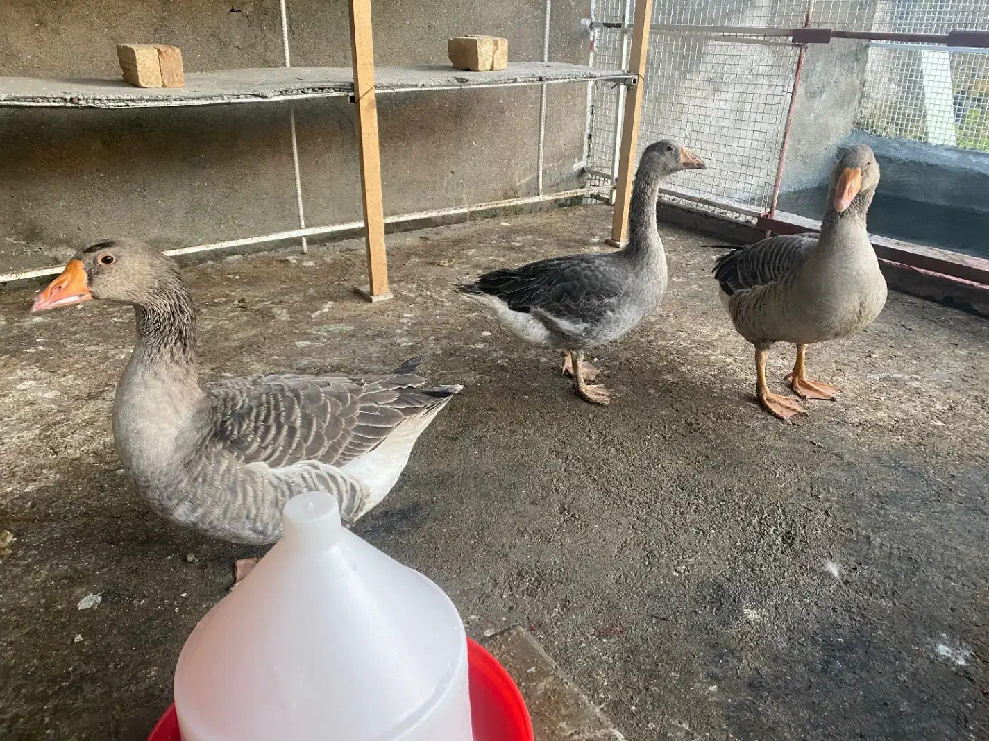 فروش غاز بالغ محلی|حیوانات مزرعه|سلمان‌شهر, |دیوار