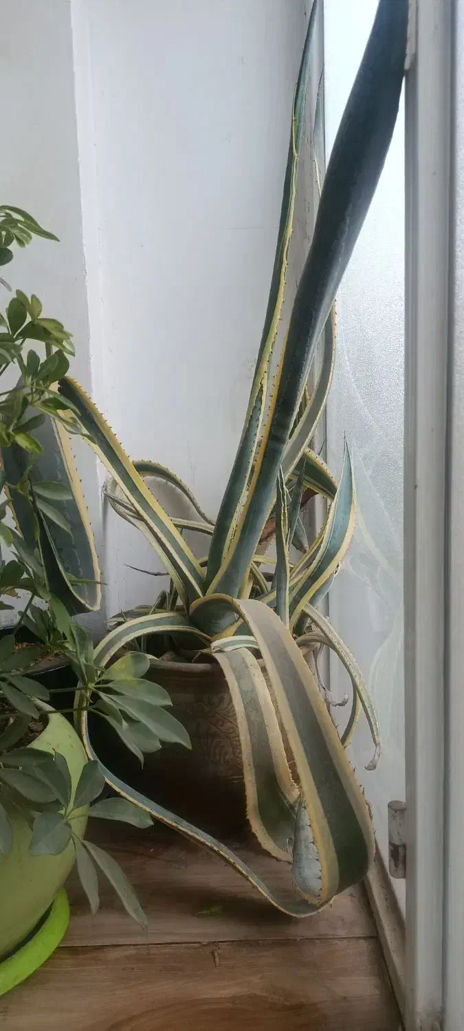 گل اگاو|گل و گیاه طبیعی|مشهد, کوی ولیعصر|دیوار