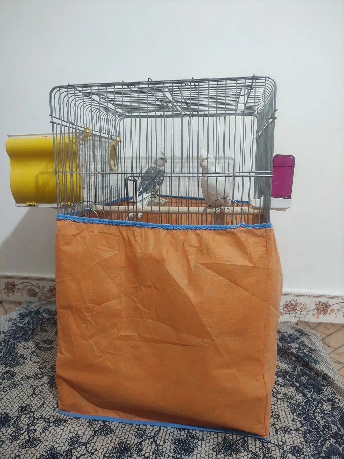 فروش عروس هلندی درشت آماده جوجه کشی با وسایل /فوری|پرنده|صحنه, |دیوار