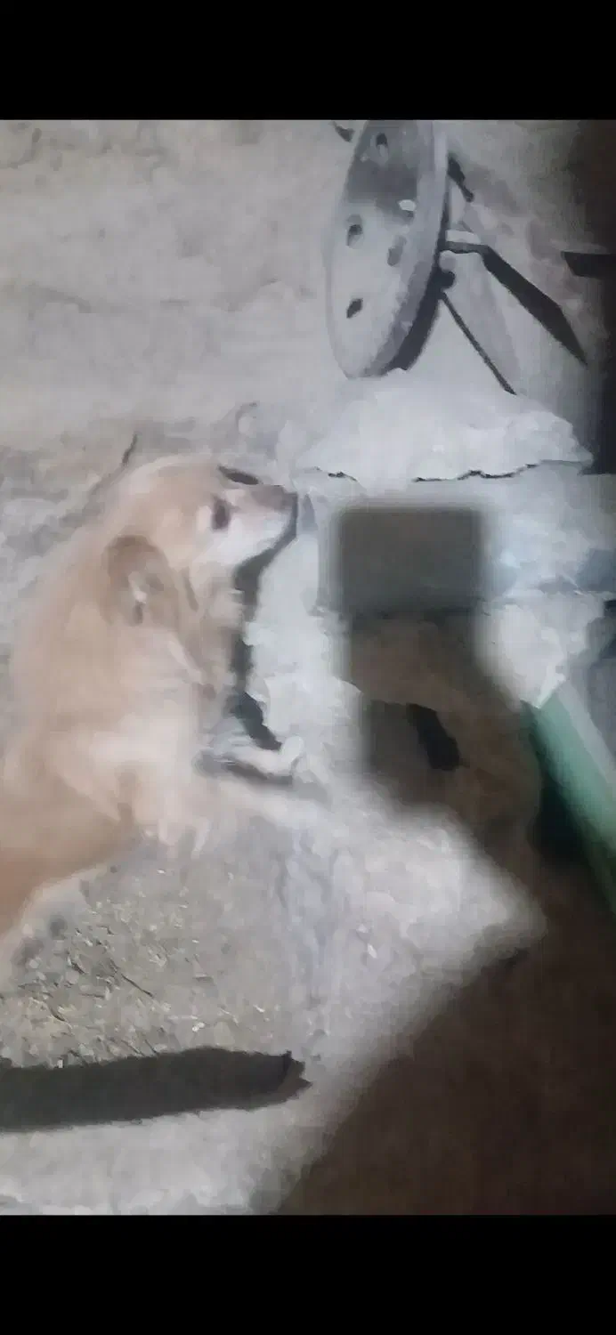 سگ پاکوتاه|سگ|سامن, |دیوار