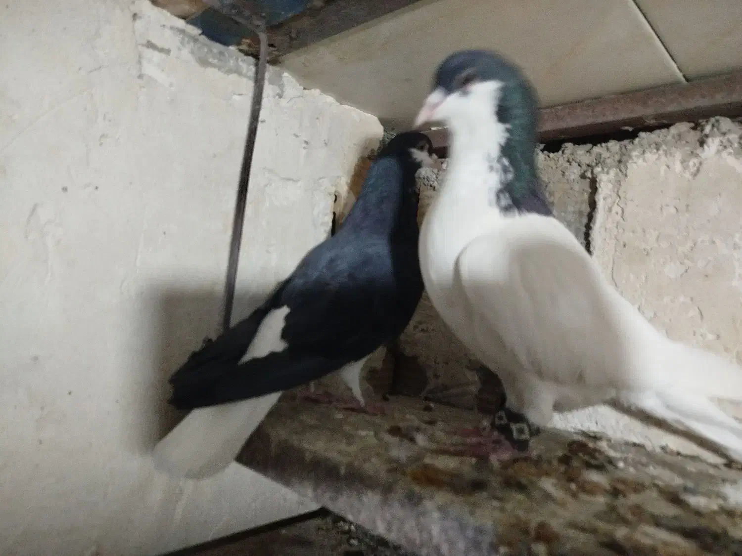 کبوتر سیاهپوش|پرنده|الوند, |دیوار