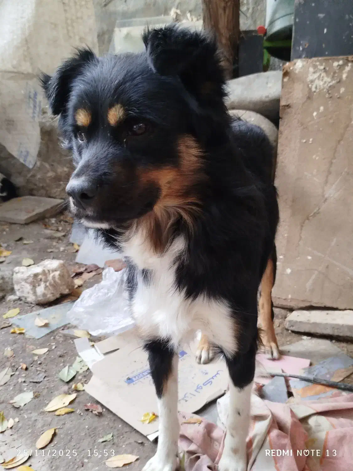 سگ پاکوتا|سگ|مراغه, |دیوار