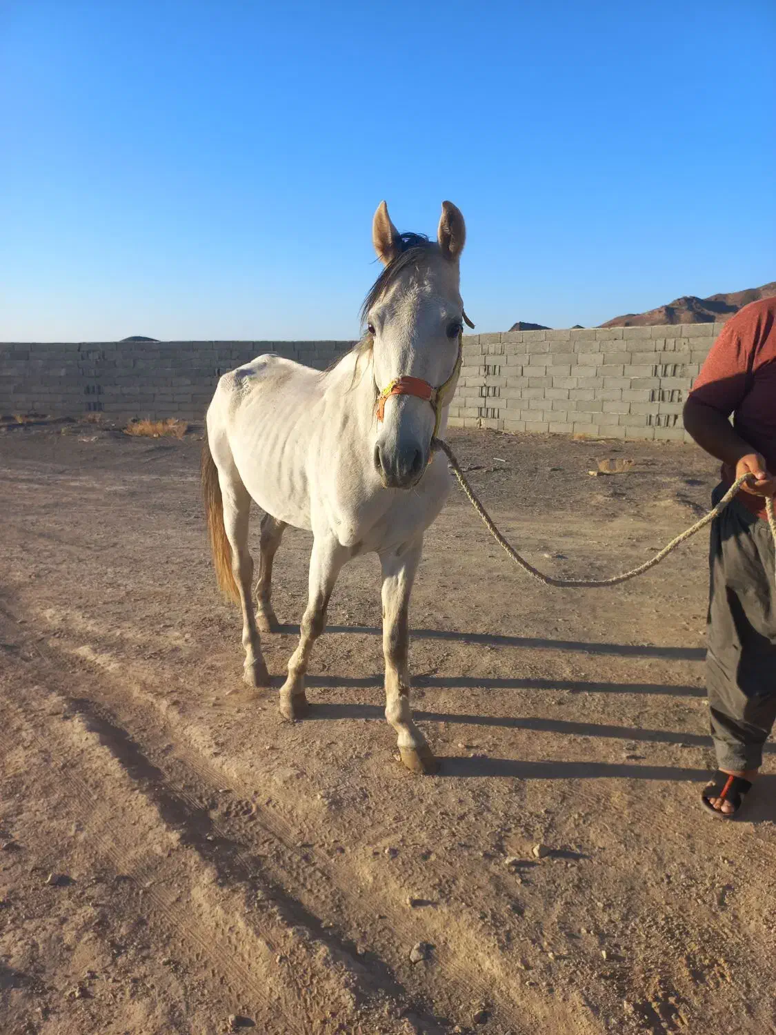 اسب نژاد ترکمن نریون|اسب و تجهیزات اسبسواری|جلگه ماژان, |دیوار