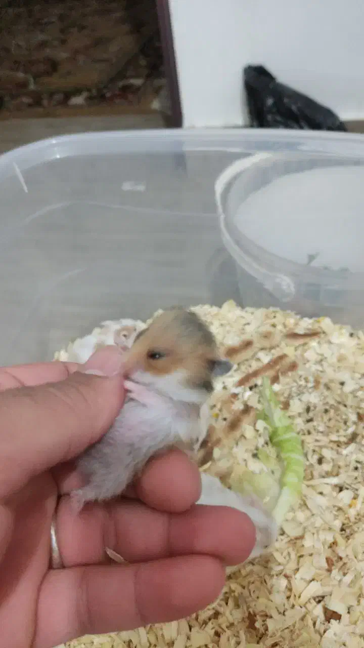 همستر سوری|موش و خرگوش|کرمانشاه, |دیوار