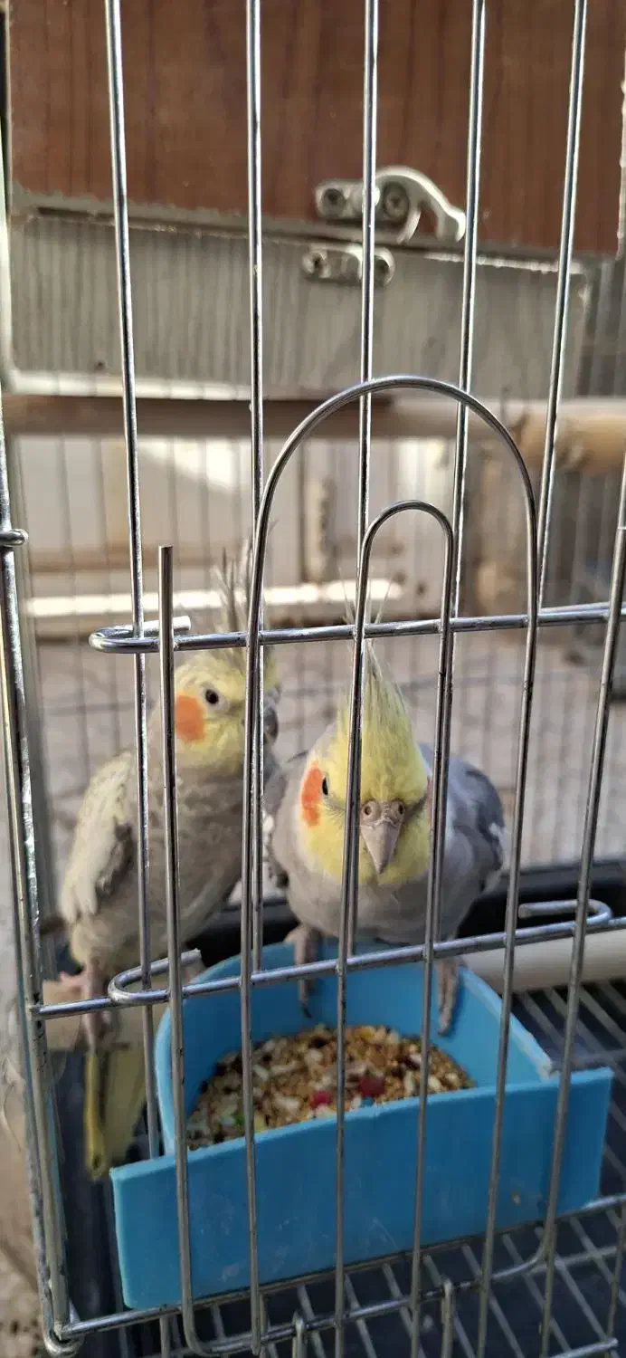 عروس هلندی|پرنده|ایلام, |دیوار