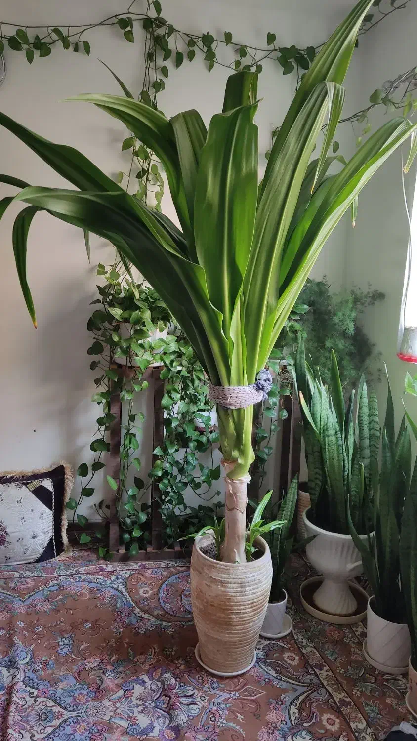 گل ذرتی|گل و گیاه طبیعی|کازرون, |دیوار