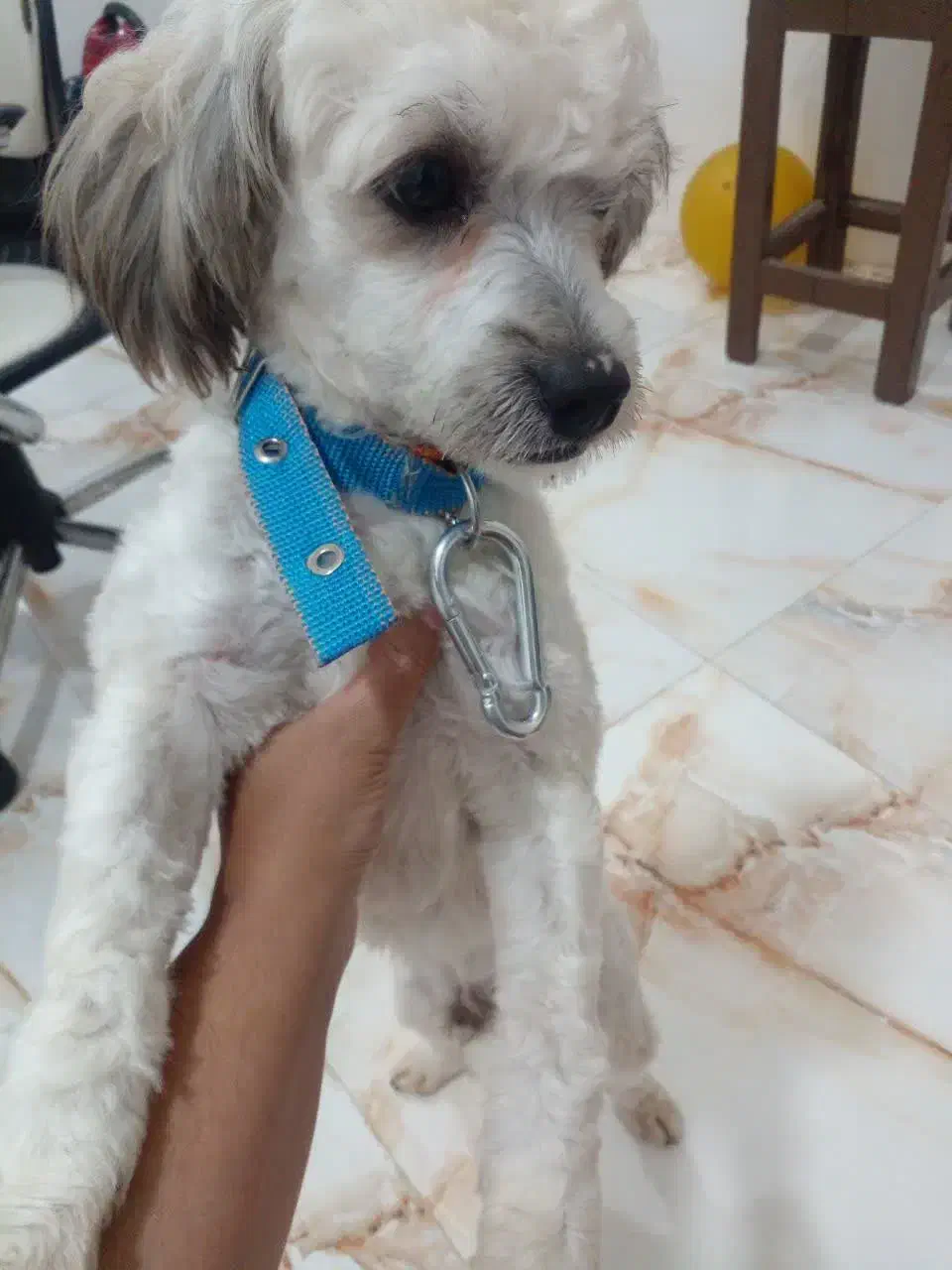 سگ پت نرماده نژادشیتزوتریر رایگان تکی هم واگذار|سگ|تهران, هفت حوض|دیوار