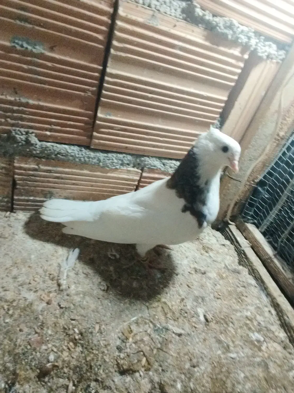 جوجه طوقی پرشی|پرنده|گرگان, |دیوار