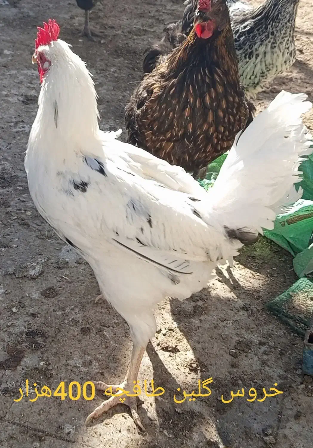 مرغ و خروس محلی|حیوانات مزرعه|مشهد, انقلاب|دیوار