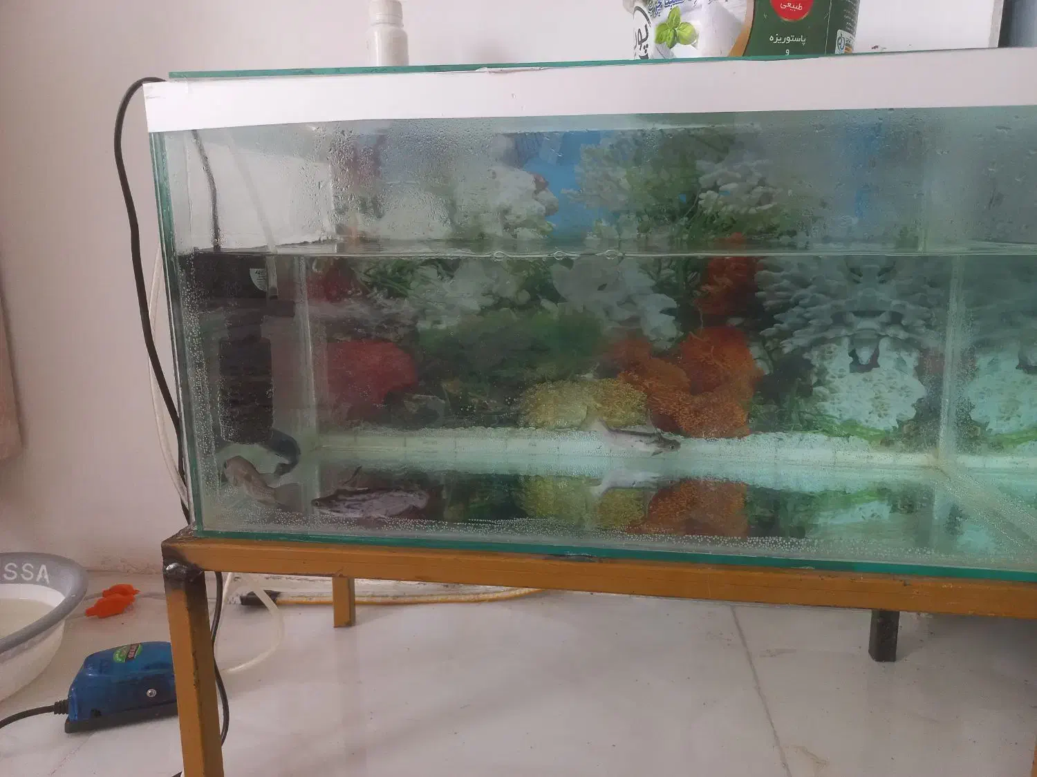 ماهی|ماهی|سنندج, |دیوار