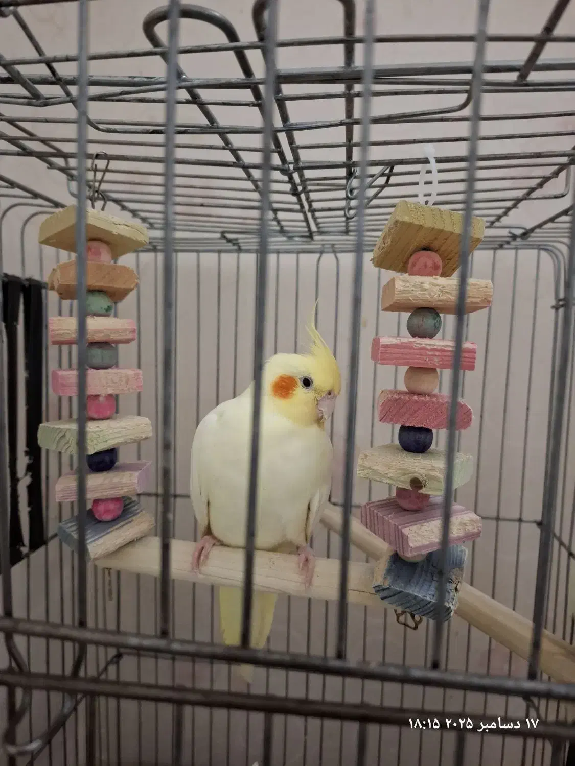 جفت عروس با جوجه|پرنده|مشهد, موسوی قوچانی|دیوار