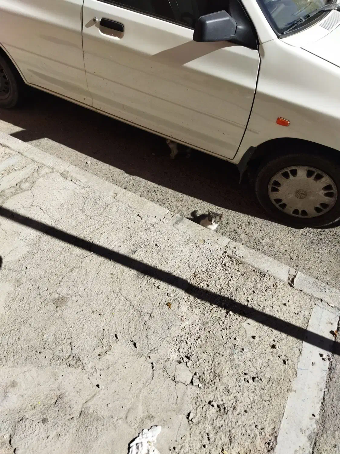 گربه|گربه|تبریز, |دیوار