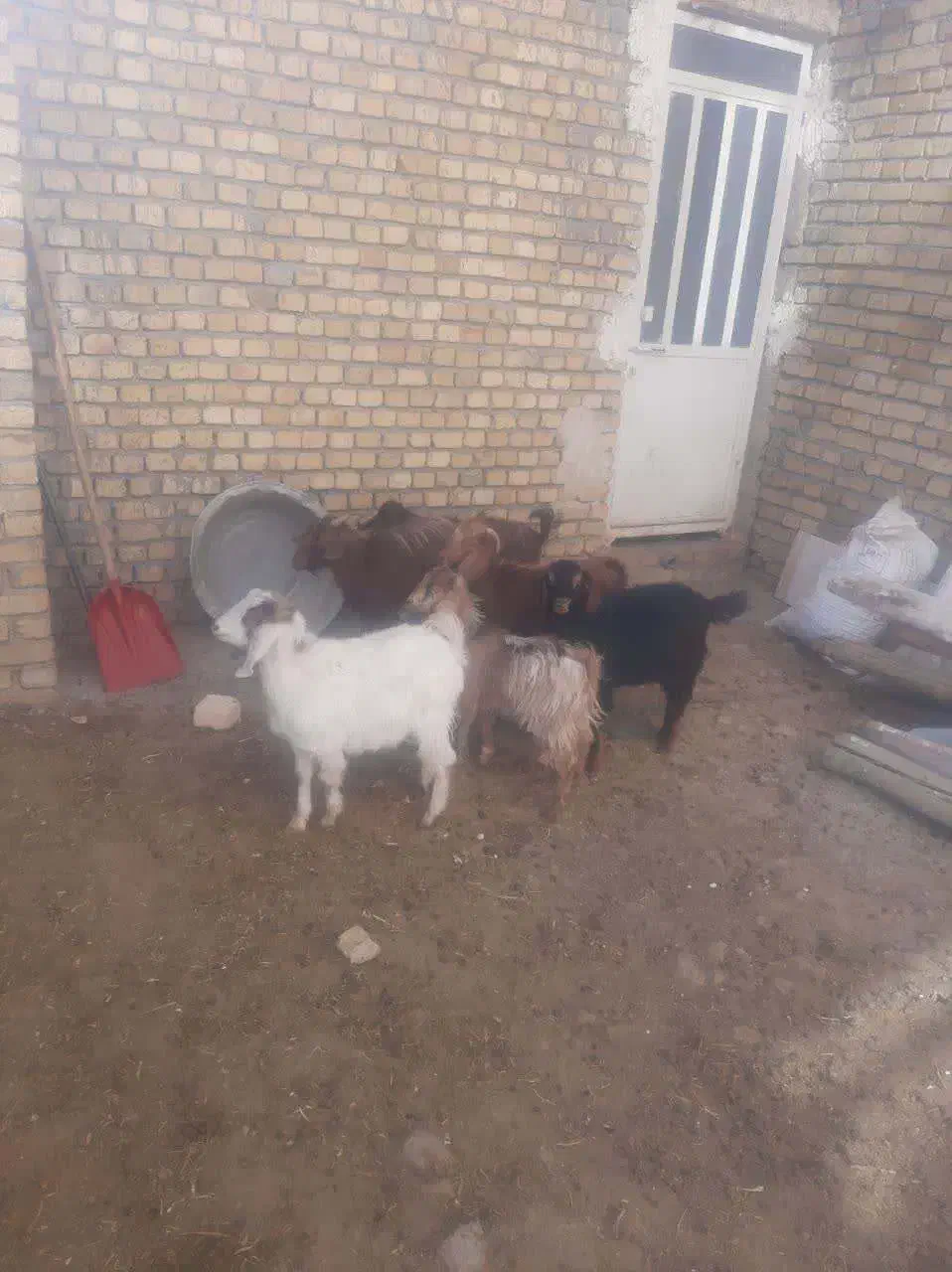 شیش‌راس بزغاله‌‌دونی‌۴‌تومان‌مخصوص‌قربانی‌‌وداشت|حیوانات مزرعه|اراک, |دیوار