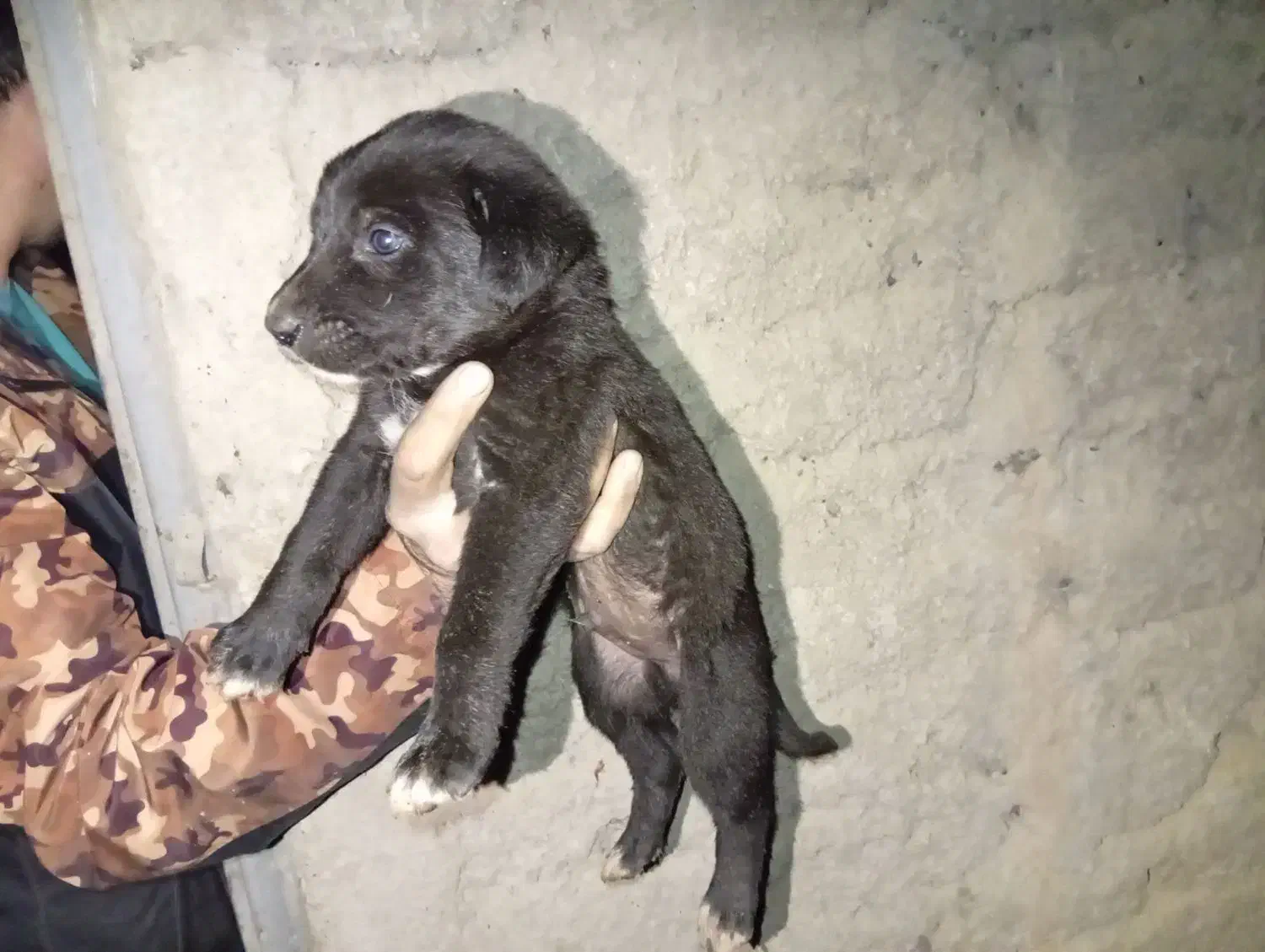 واگذاری توله سرابی|سگ|خرمدره, |دیوار