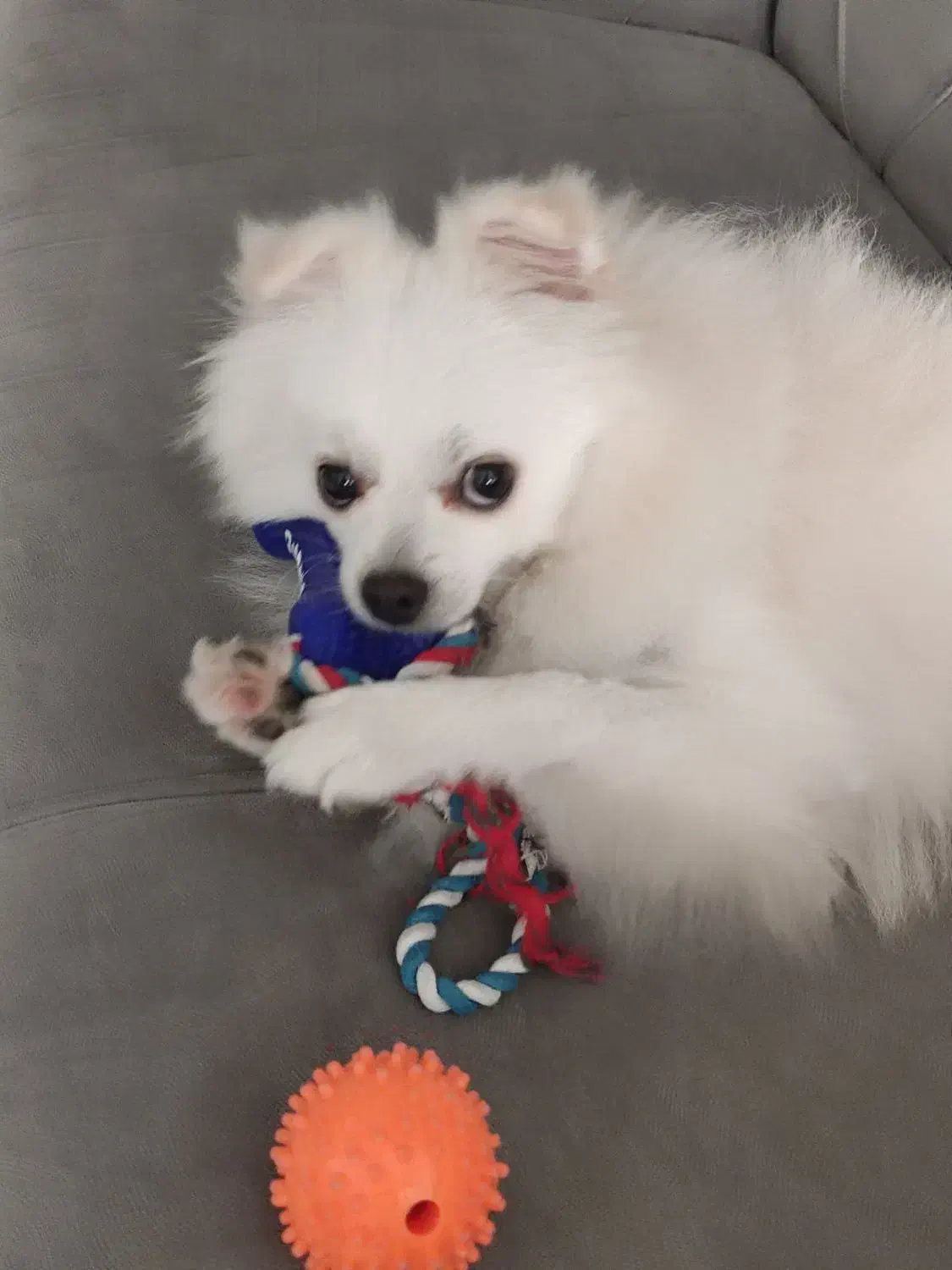 سگ پامر|سگ|رشت, معلم|دیوار