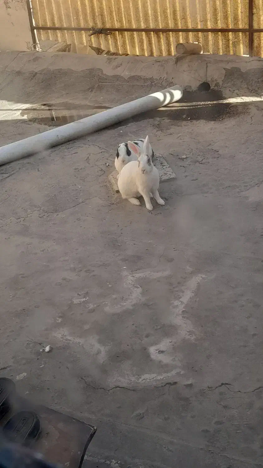 خرگوش|موش و خرگوش|مشهد, سیس‌آباد|دیوار