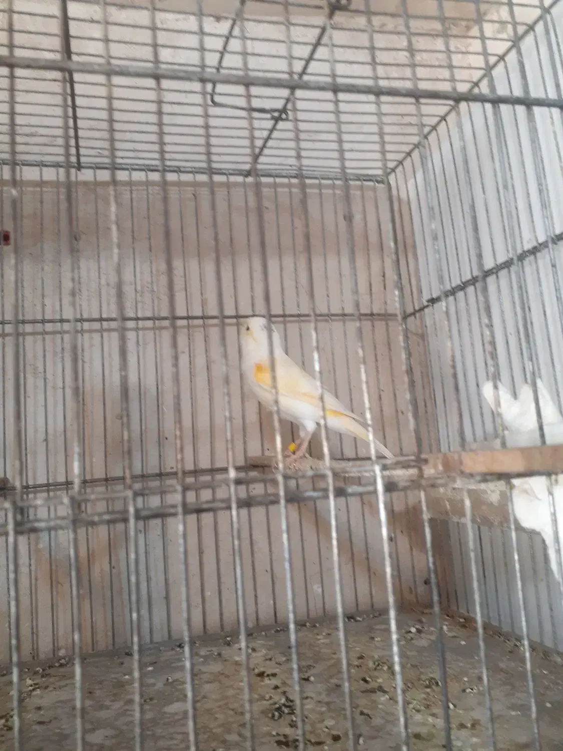 قناری جفت|پرنده|خوی, |دیوار