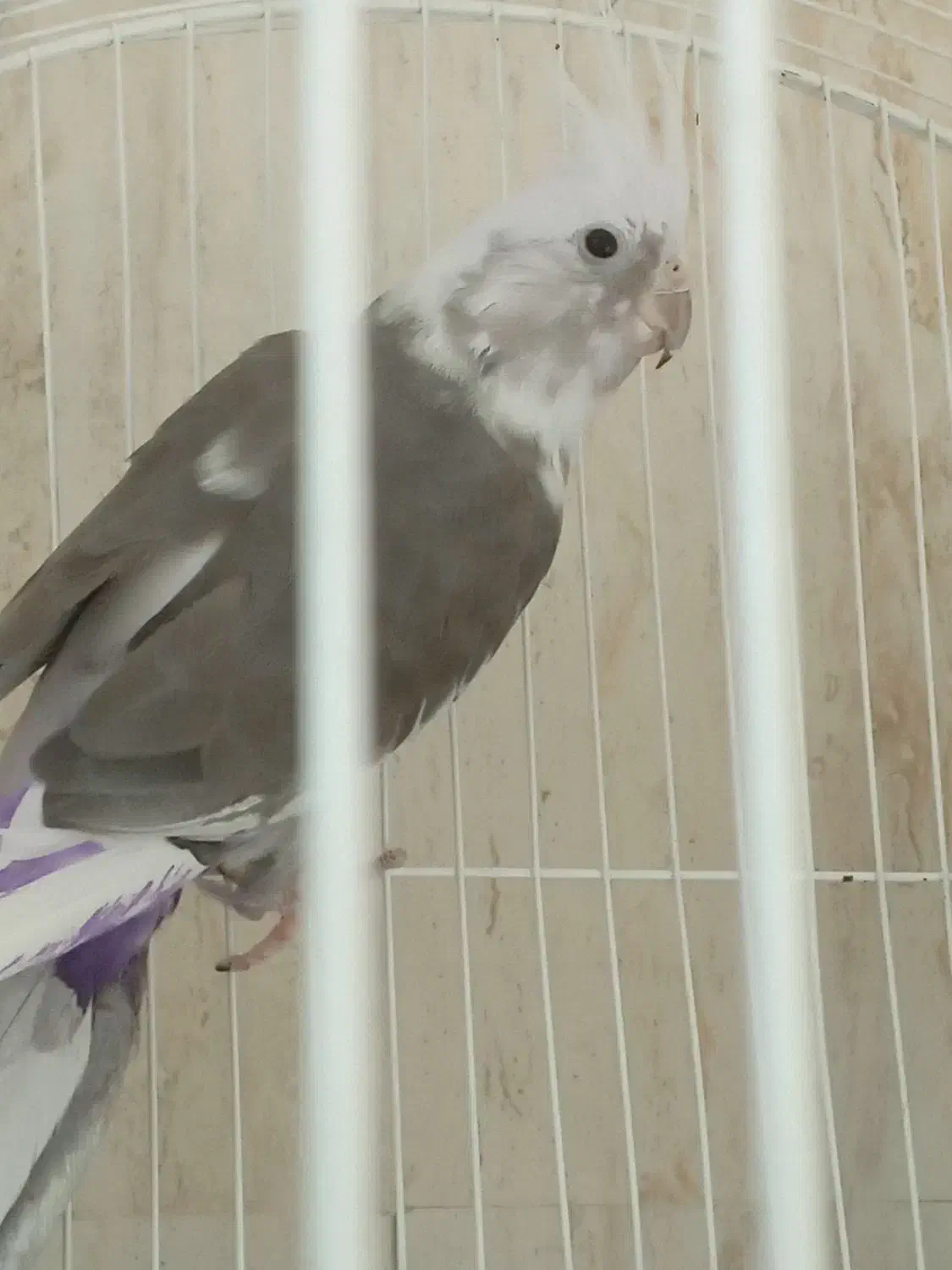 یک جفت عروس البینو مولد سالم سالم|پرنده|تبریز, |دیوار