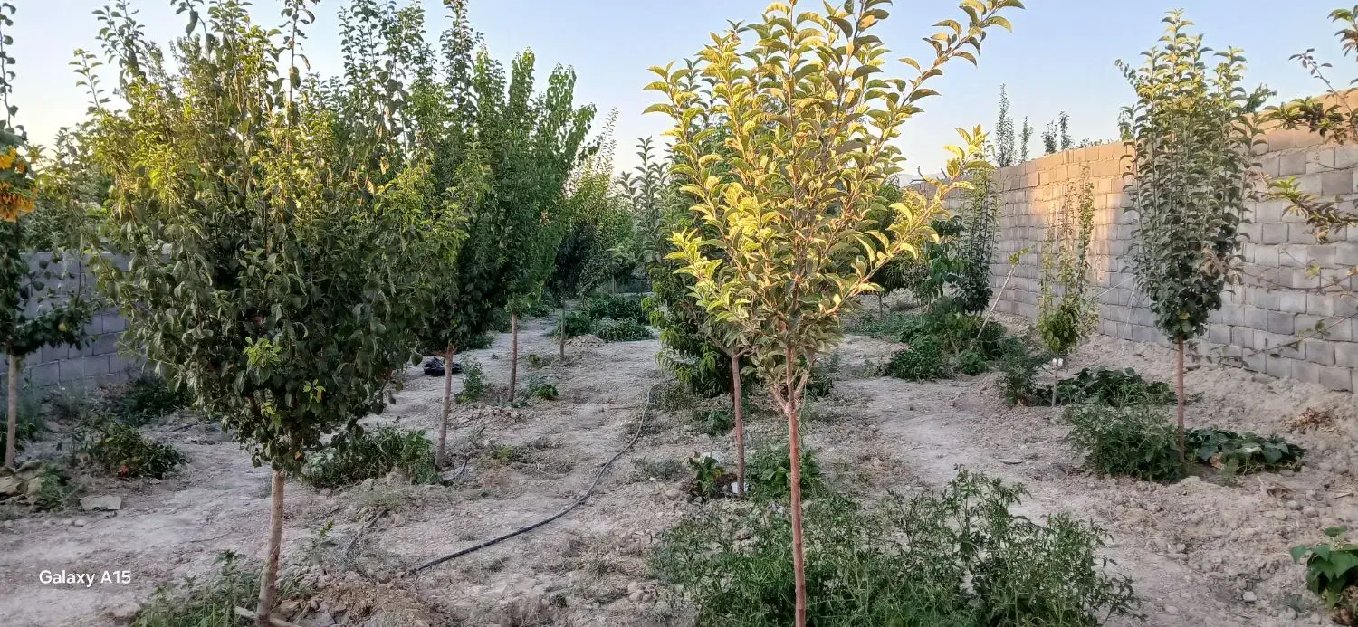 فروش زمین باق ویلا درچناران روستای جوکار|فروش زمین و ملک کلنگی|چناران, |دیوار