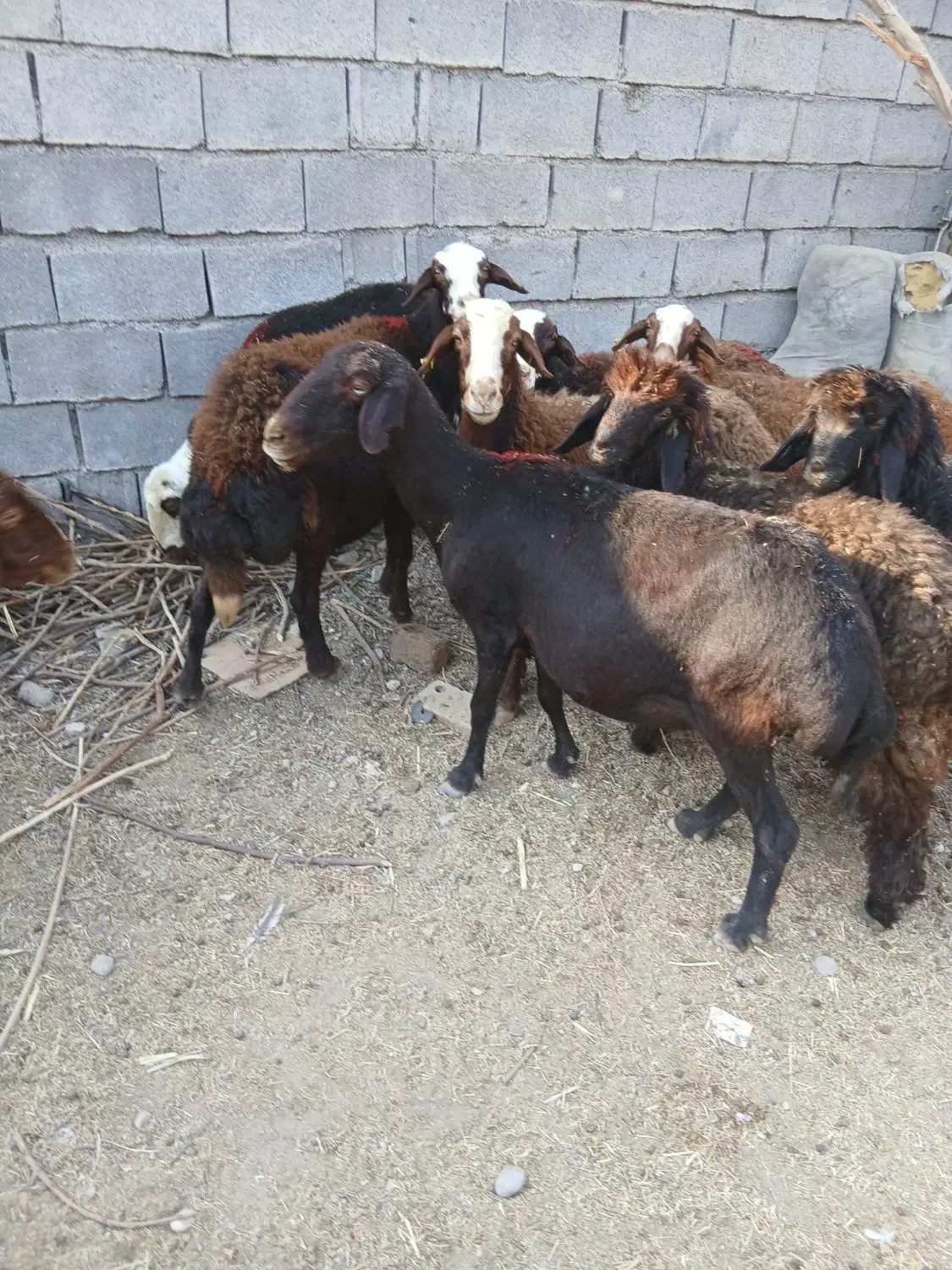 سلام ۵ عدد میش قزل افشاری جوان آبستن|حیوانات مزرعه|اندیمشک, |دیوار