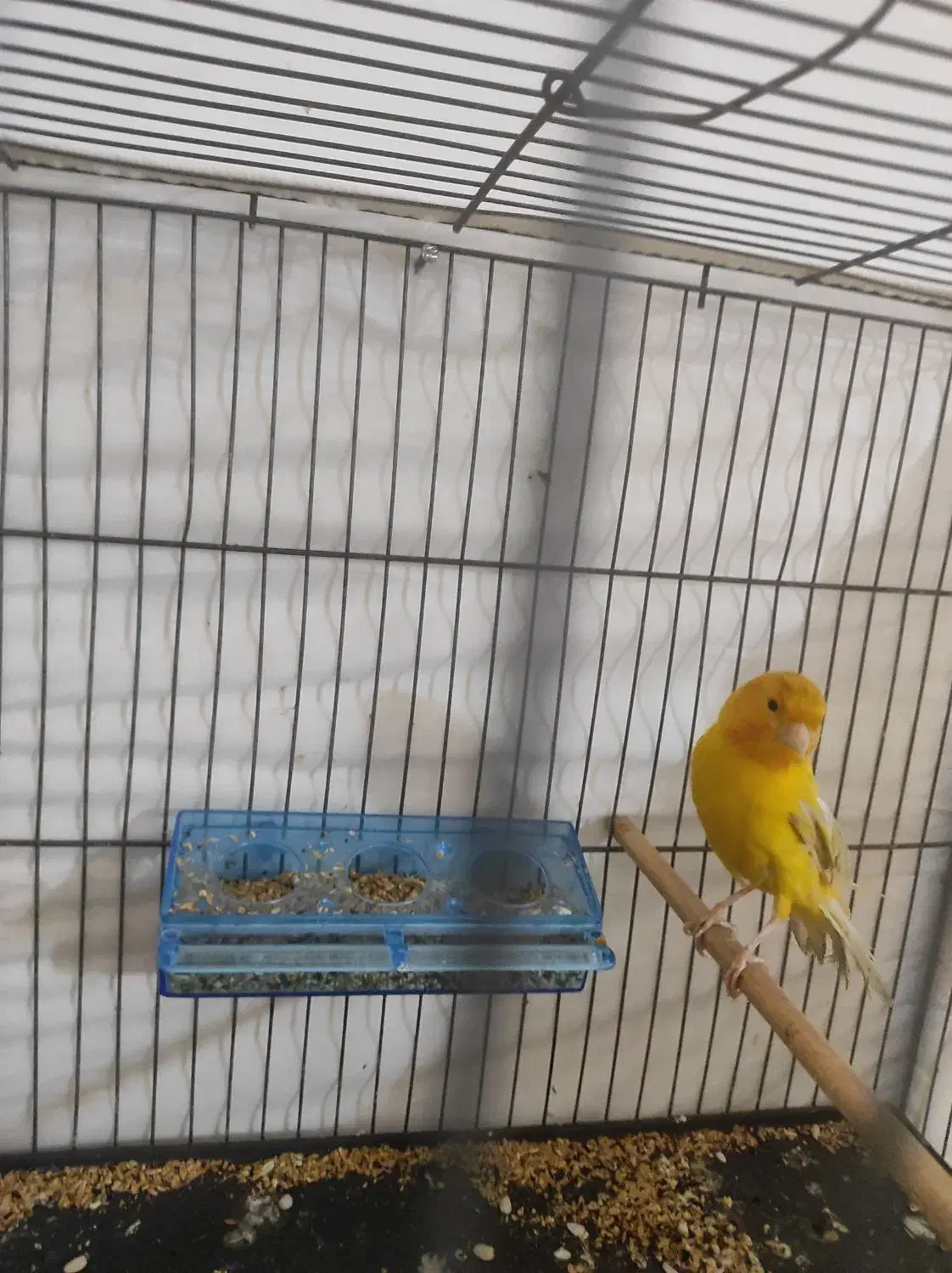 سهره قناری|پرنده|محمدیه-قزوین, |دیوار