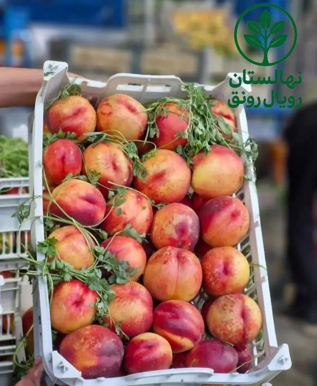 نهال شلیل های با کیفیت و اصلاح شده|خدمات باغبانی و درختکاری|رشت, منظریه|دیوار