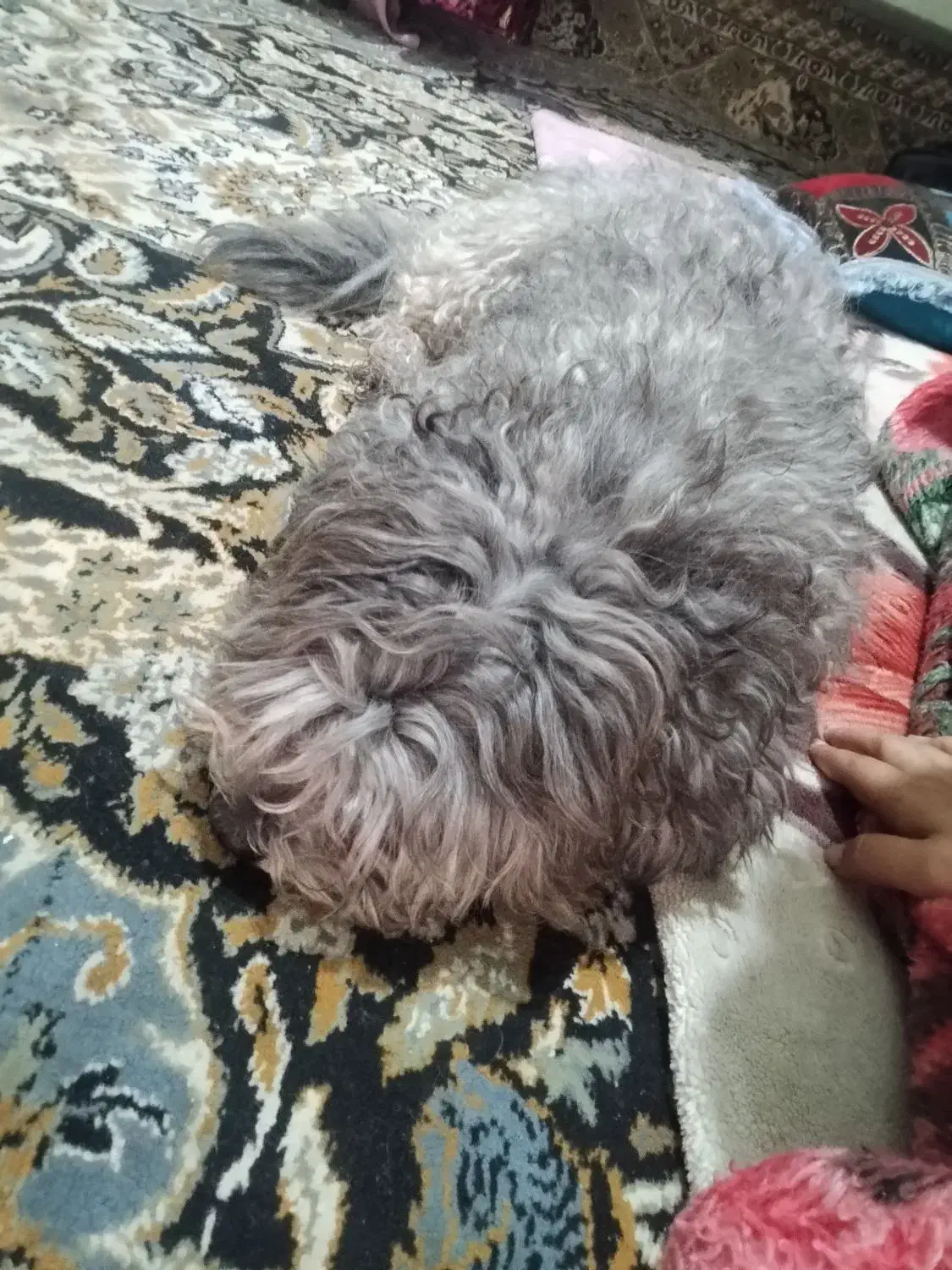 سگ پشمالو با ادب و تمیز|سگ|بندر ماهشهر, |دیوار