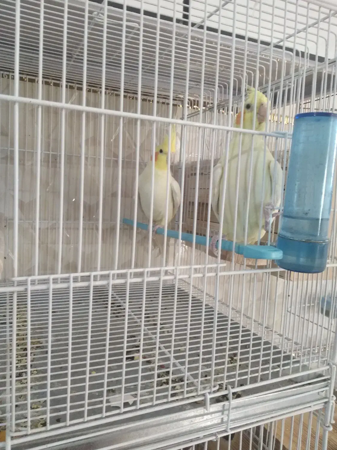 عروس هلندی مولد|پرنده|شیراز, سعدیه شمالی|دیوار