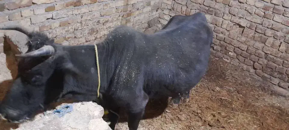 گاوگوشتی وگوساله شیری|حیوانات مزرعه|ضیاء آباد, |دیوار