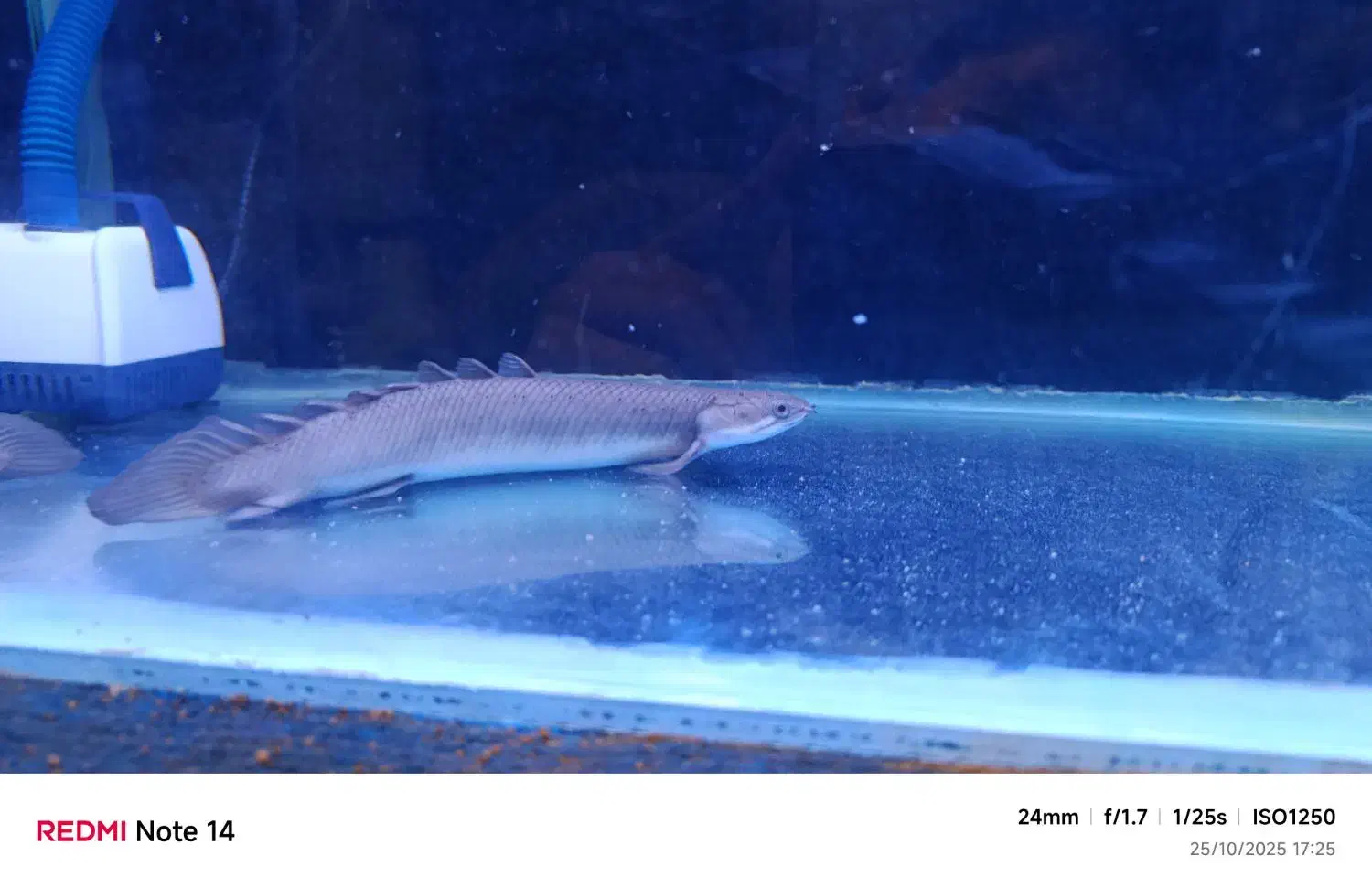 ماهی پولی|ماهی|مریوان, |دیوار